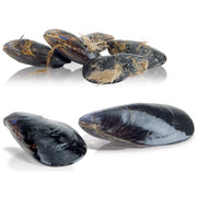 Lave-moules sur pied, 18 kg, production 250 kg/h.